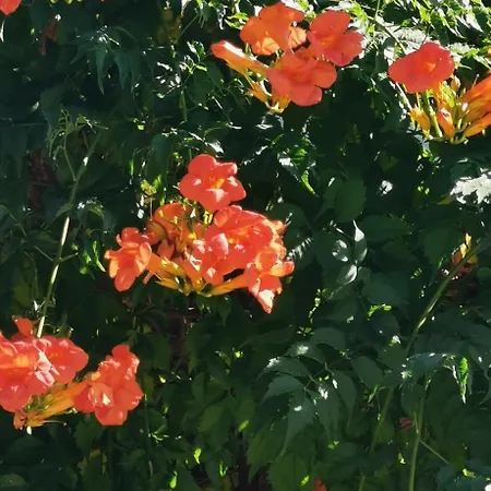 Casa Lavanda 2 - Karin Gornji 住宿加早餐酒店 3*