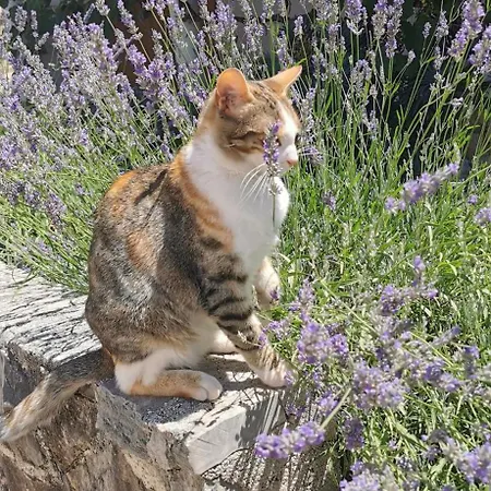 Nocleg ze śniadaniem Casa Lavanda 2 - Karin Gornji Gornji Karin