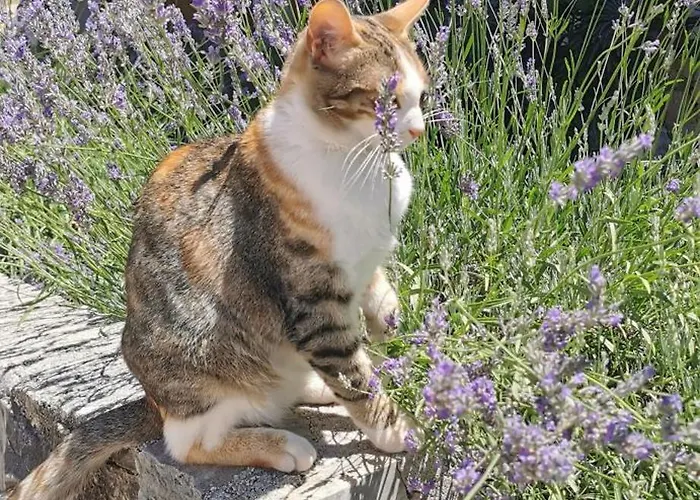 krevet i doručak Casa Lavanda 2 - Karin Gornji Gornji Karin